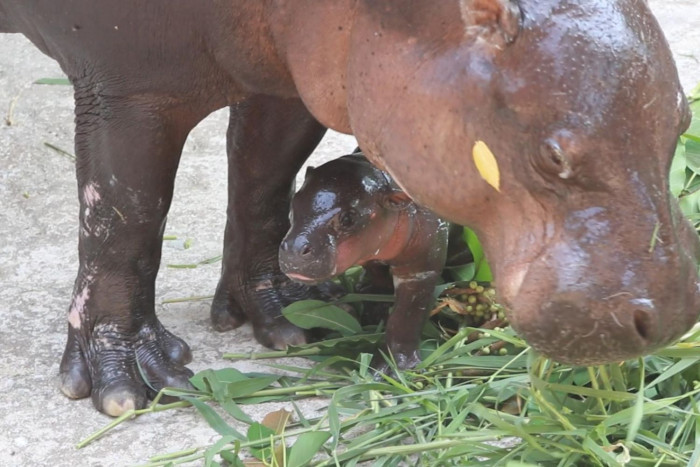 Зоопарк Кхон Кен встречает детеныша карликового бегемота