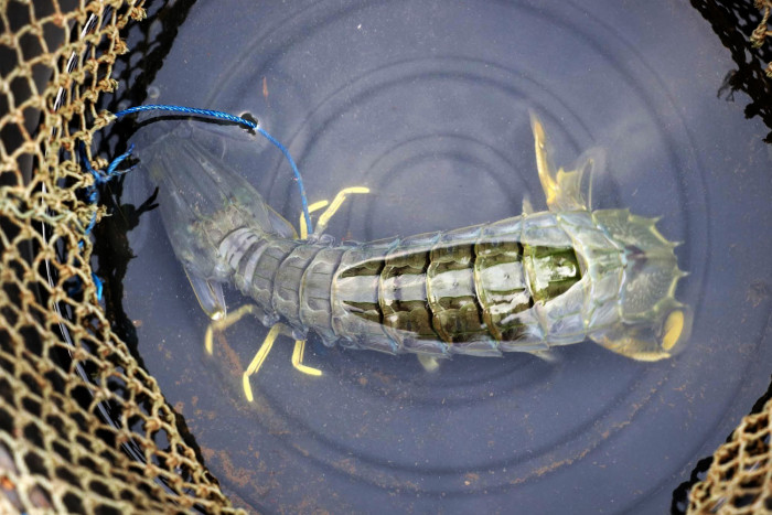 Креветки-богомолы станут новым туристическим магнитом провинции Трат