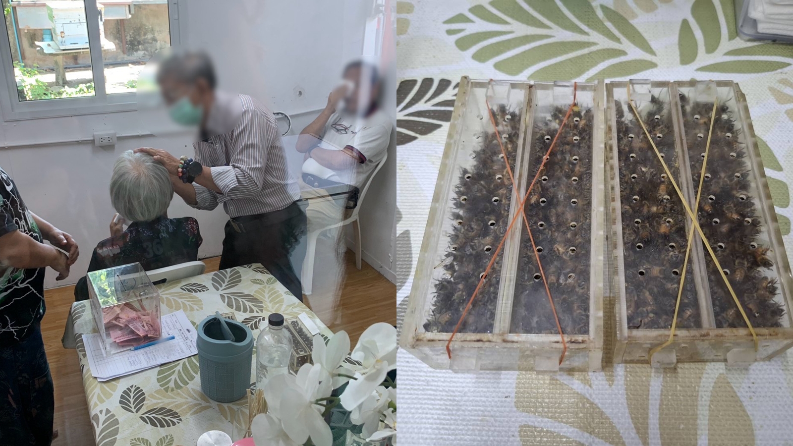 В Таиланде задержан целитель, использовавший пчелиные жала для лечения глаз